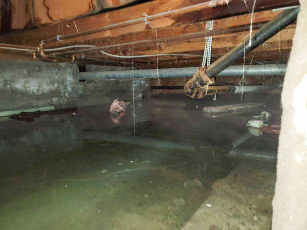 Best Professional water damage repair  in Midlothian, TX